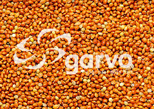 Garvo | Rood millet 5358 | 20kg